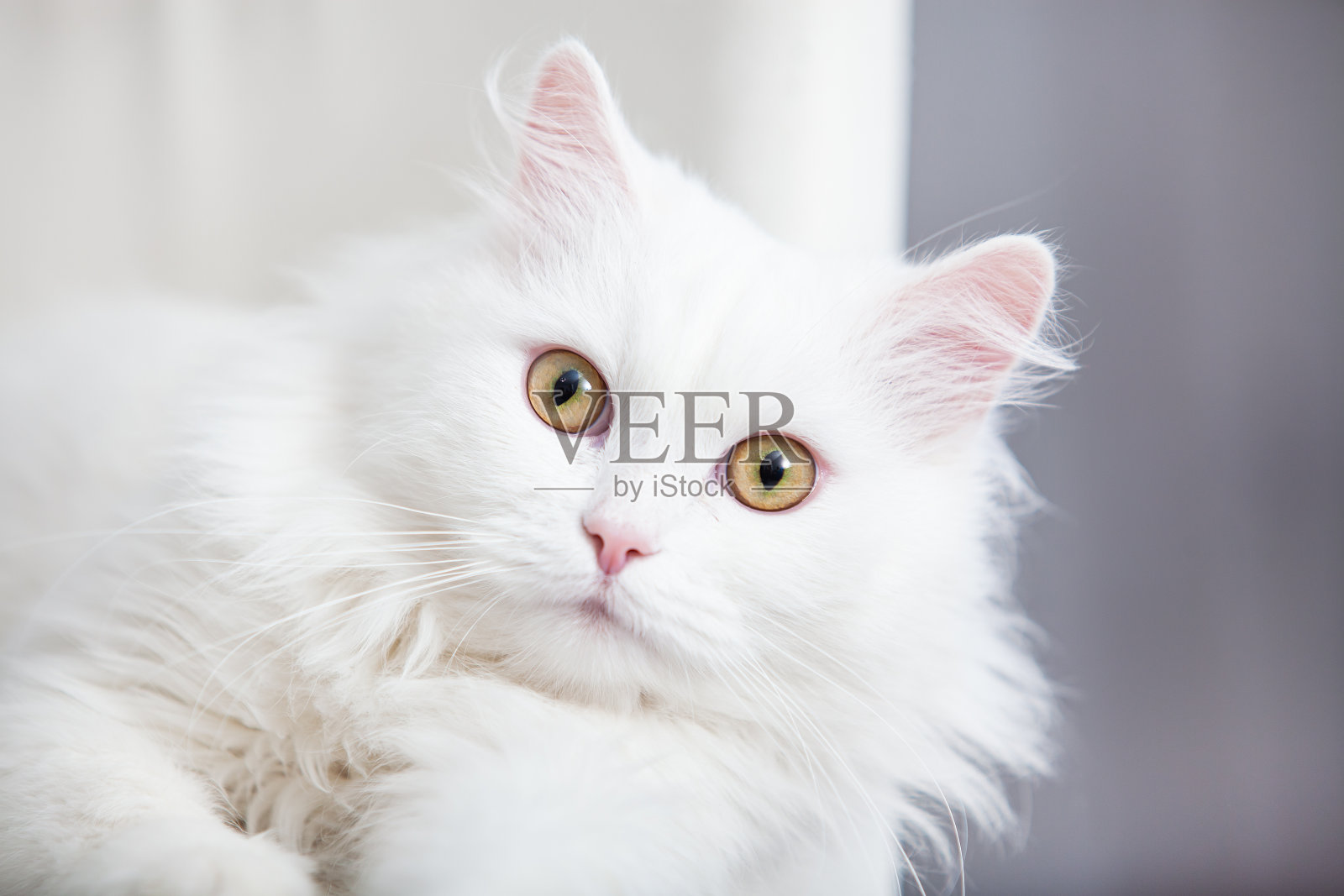 白猫的肖像照片摄影图片