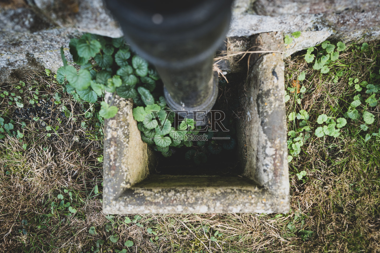 一个阻塞的外部排水管的浅焦点显示植物生长出排水管本身。照片摄影图片