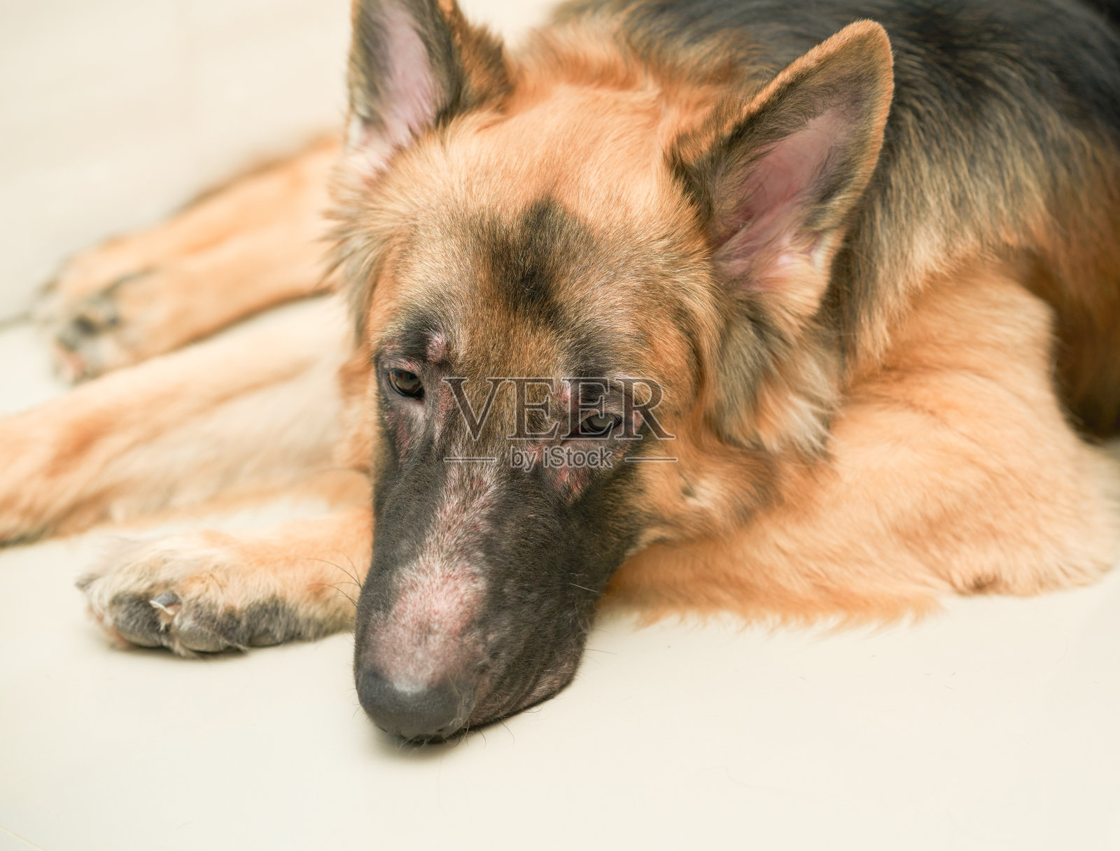 德国牧羊犬面临皮疹问题躺在地板上高角度视图照片摄影图片