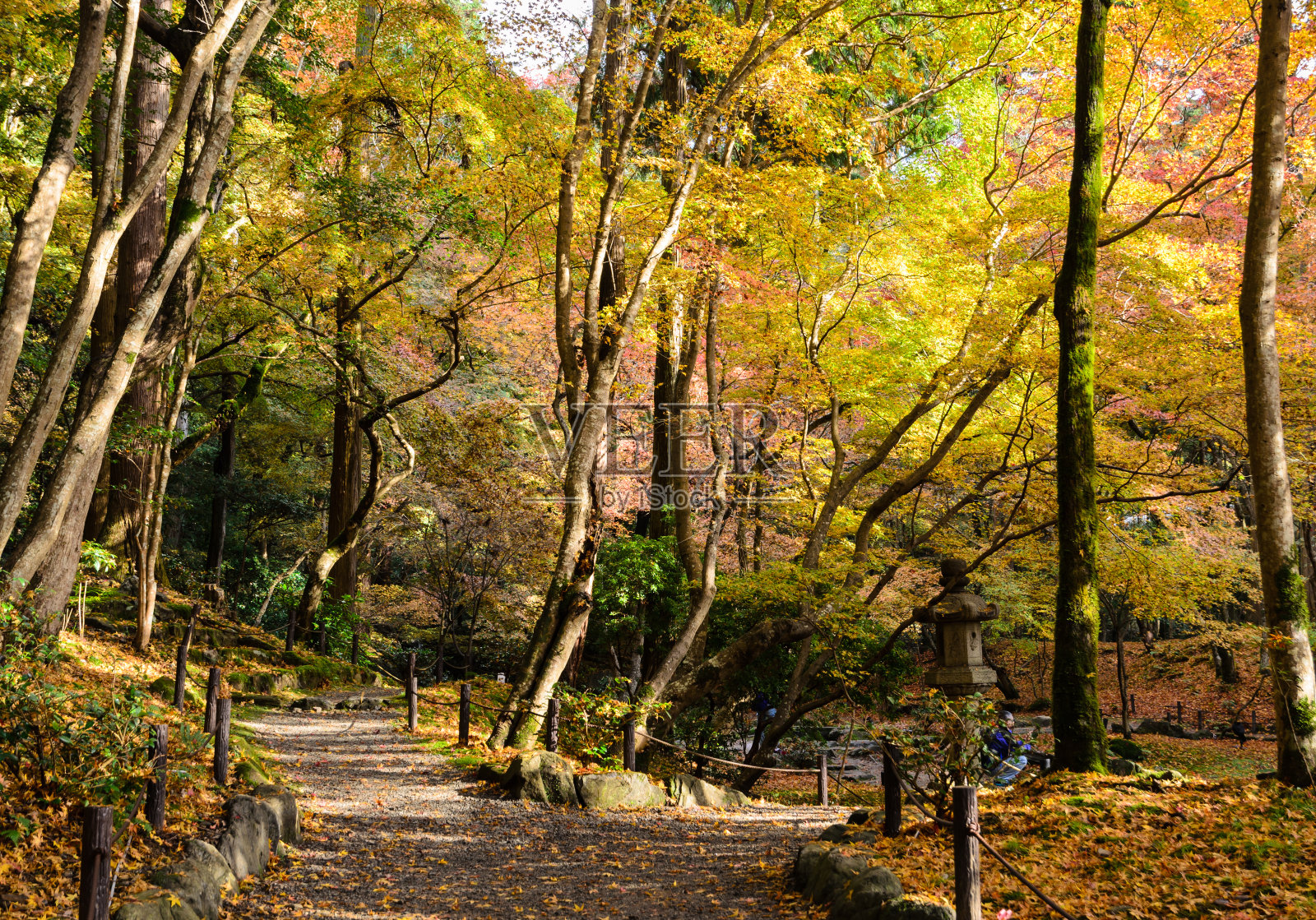 日本秋色叶园照片摄影图片