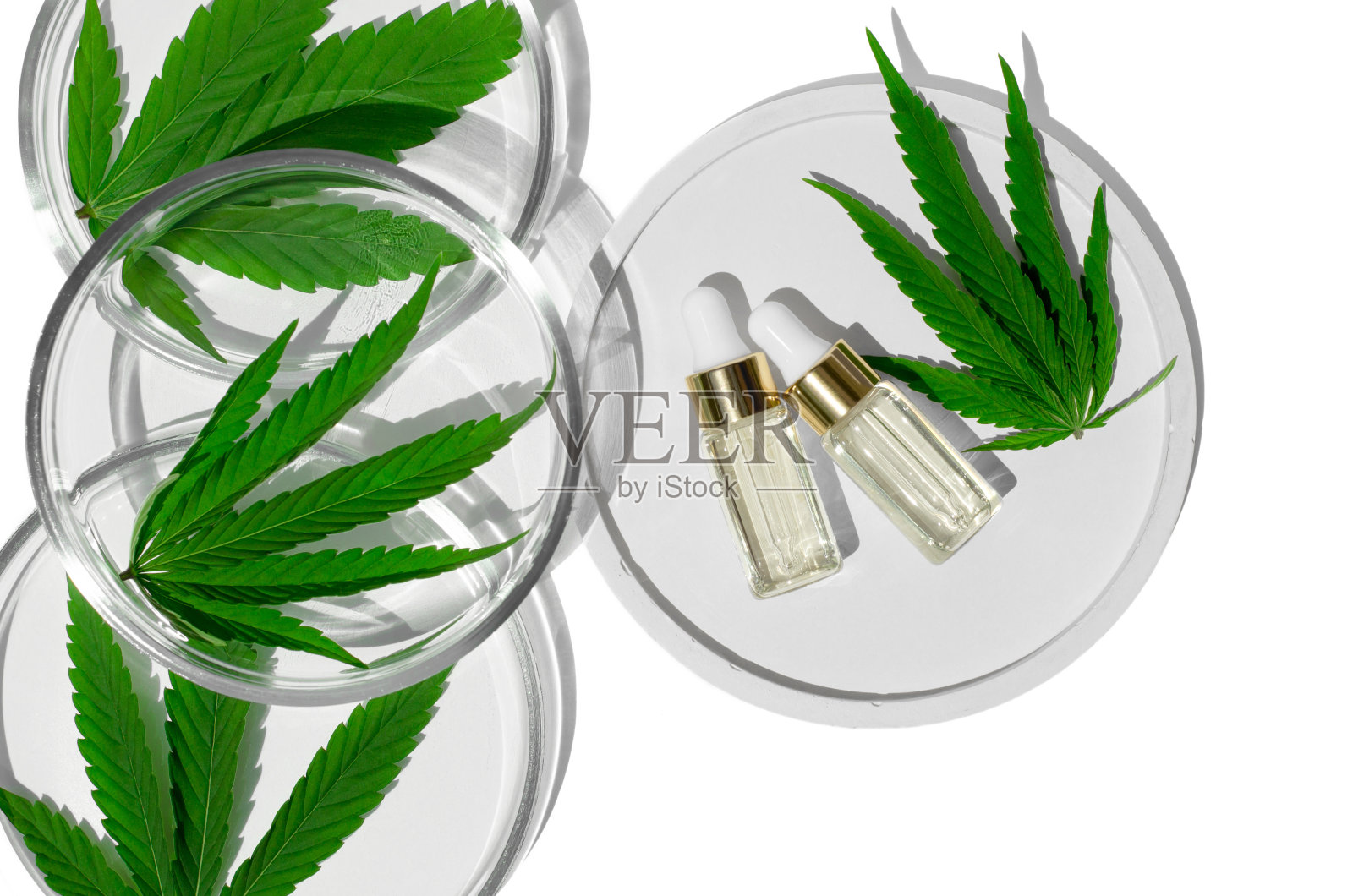 白色讲台上的大麻油和白色背景上的皮氏培养皿中的大麻叶。天然药物，天然化妆品的临床试验。天然麻化妆品照片摄影图片