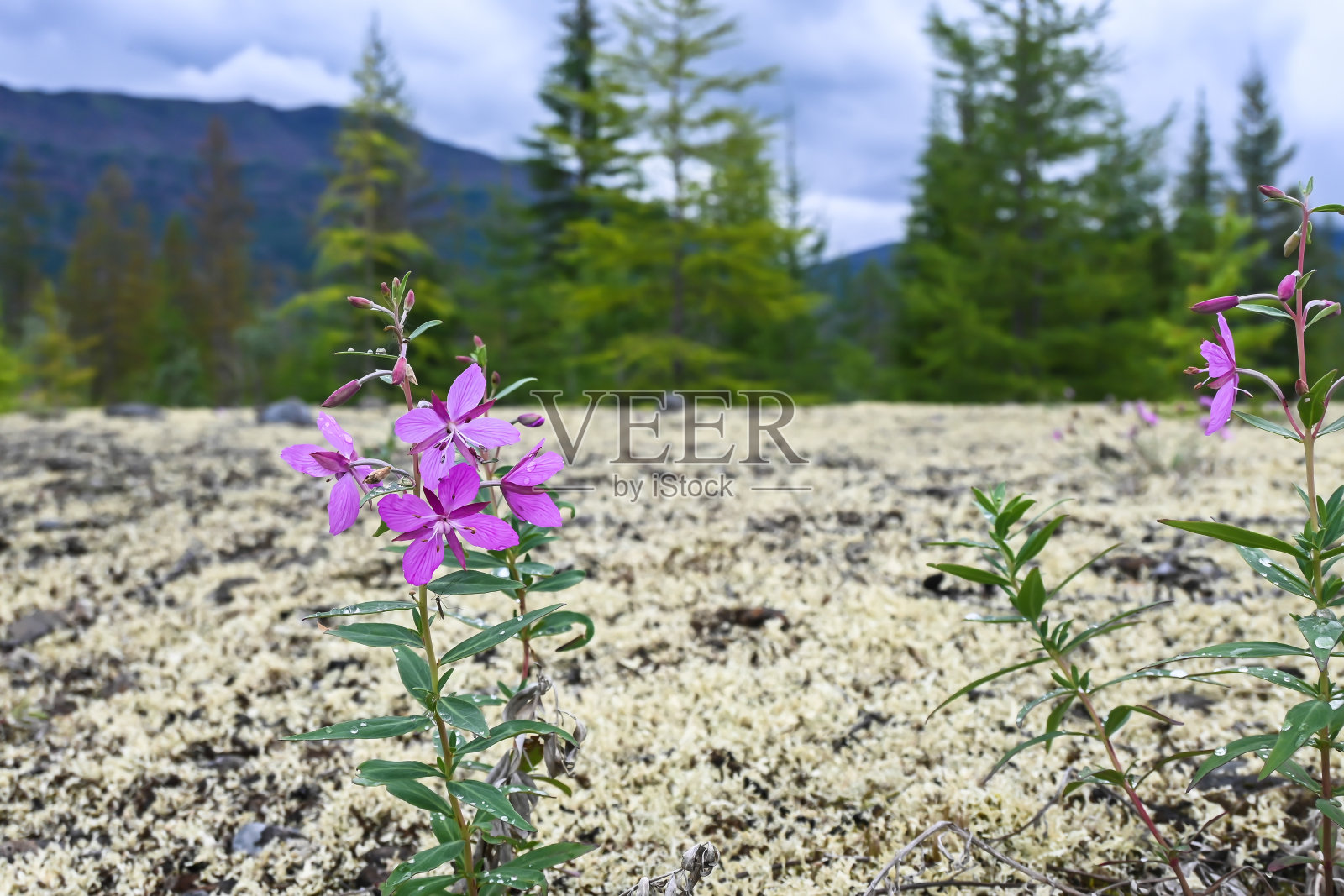 Putorana高原上的花朵。照片摄影图片