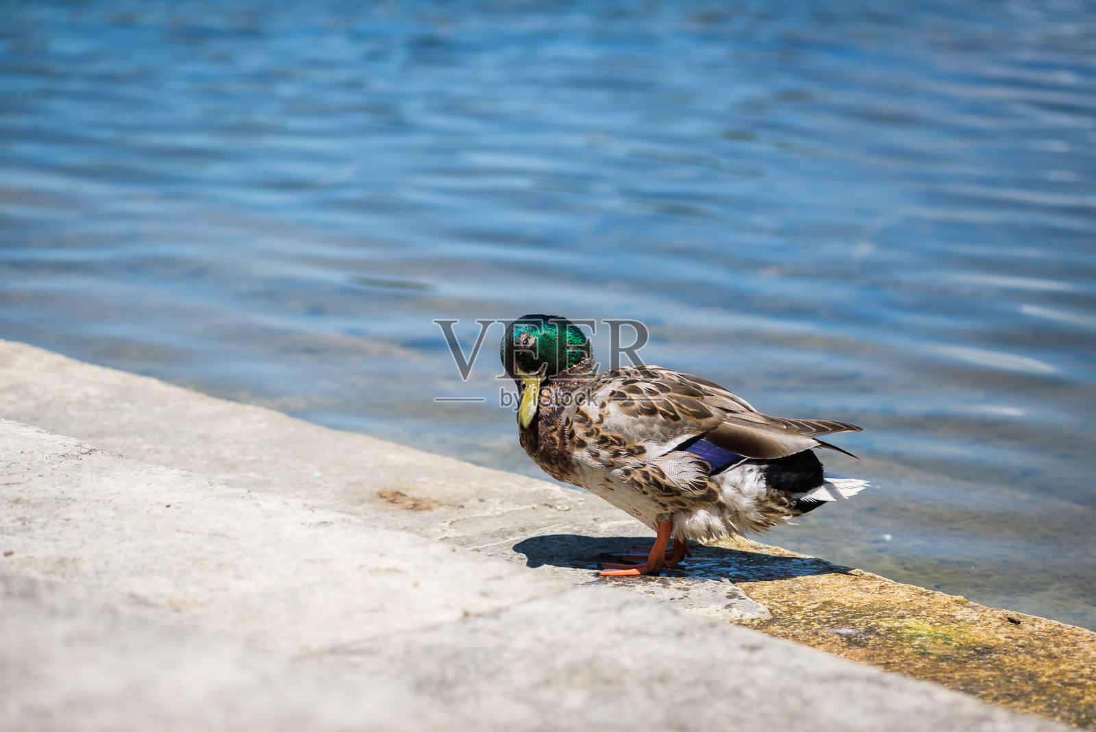 一只雄性绿头鸭站在池塘岸边的混凝土平台上的肖像照片摄影图片