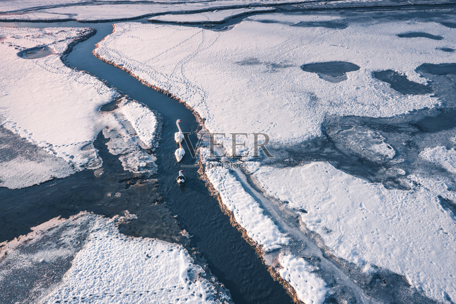 冰湖中的天鹅照片摄影图片