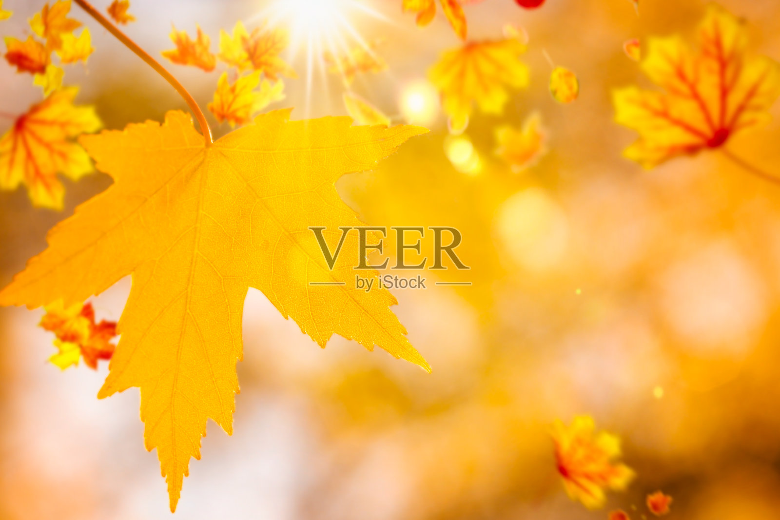 金色的秋天背景。枫叶在阳光下合拢照片摄影图片