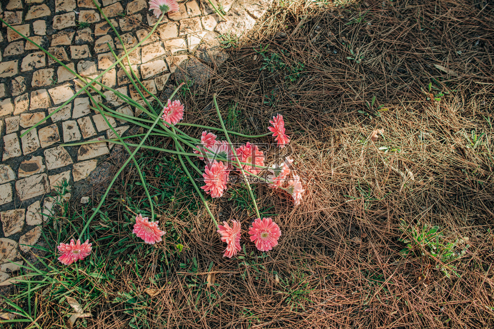 乾草上散花的特写镜头照片摄影图片