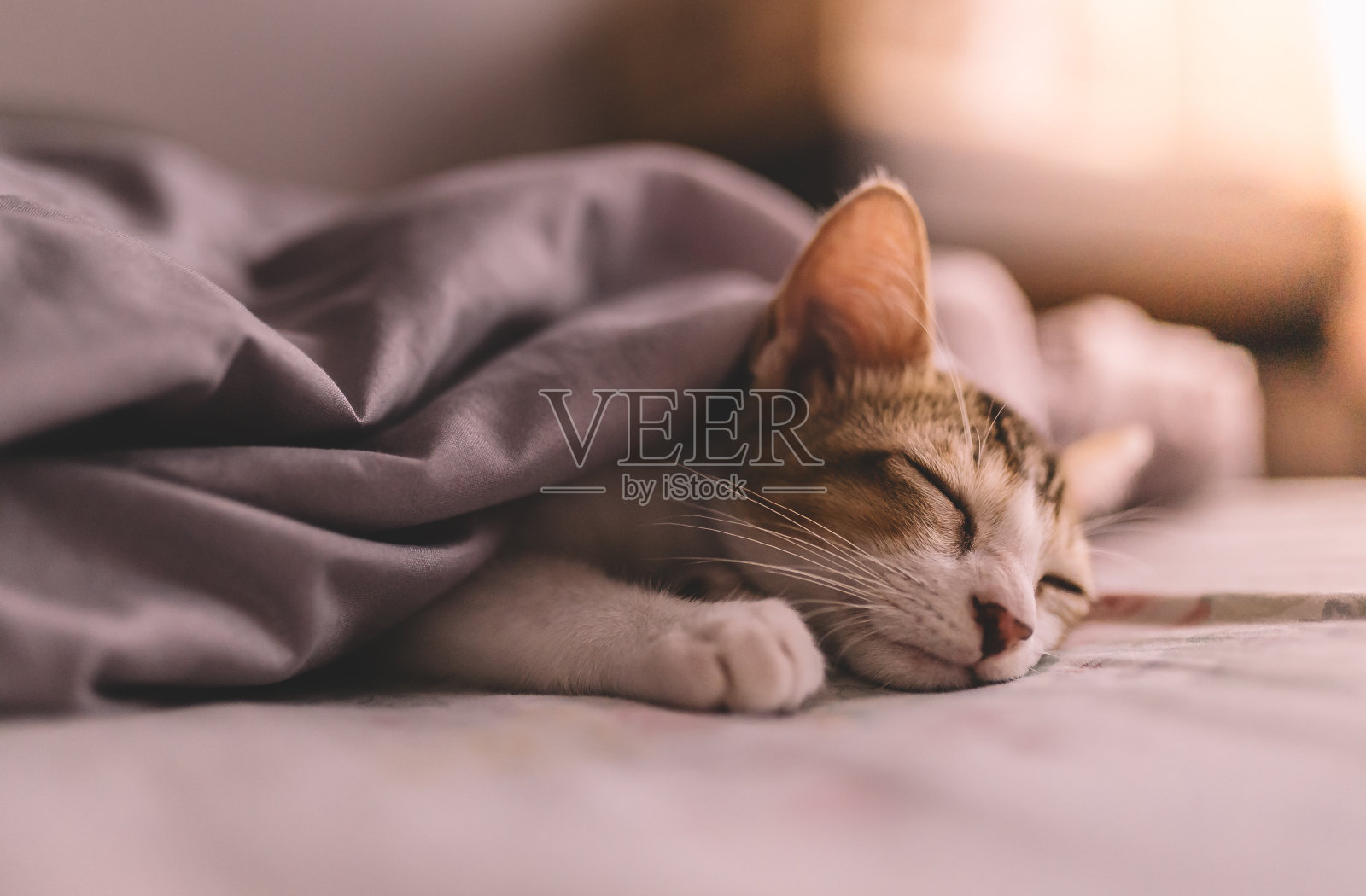 猫每天需要睡多少小时？ - 知乎