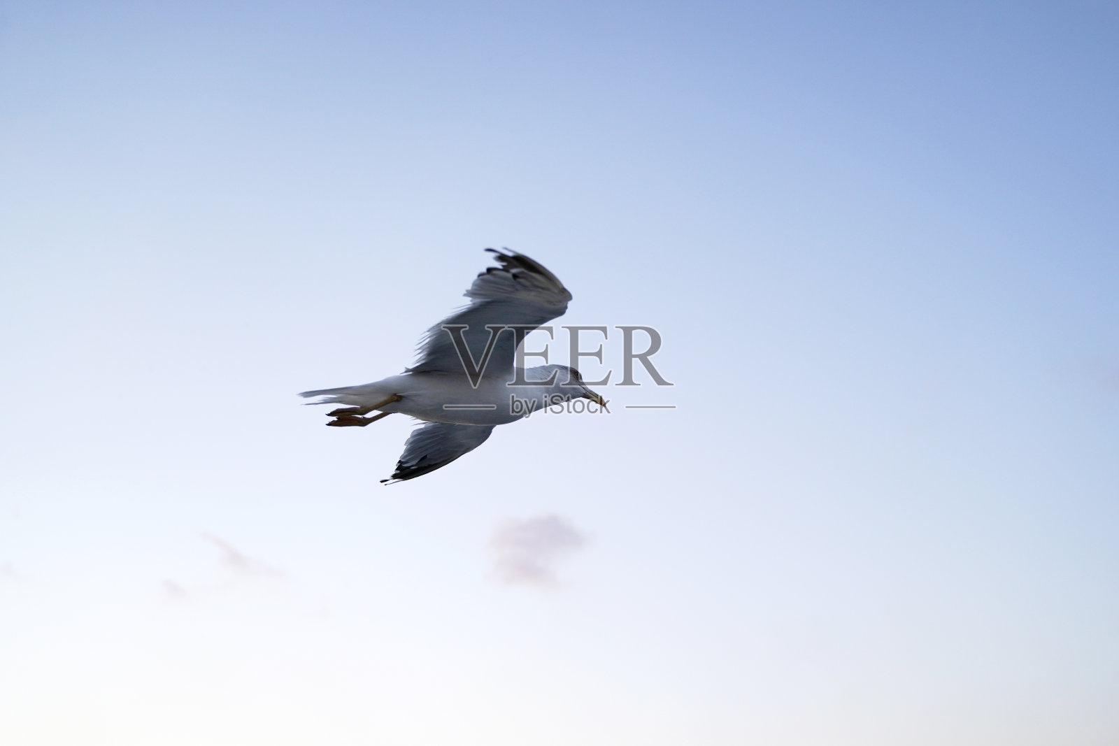 海鸥在伊斯坦布尔的博斯普鲁斯海峡上飞翔照片摄影图片
