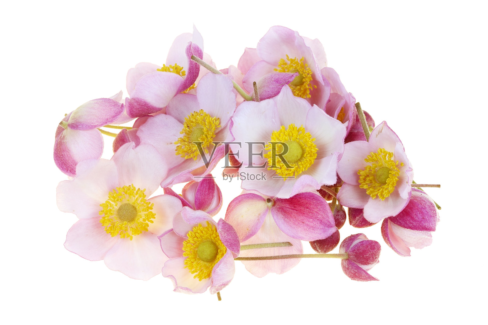 装饰性日本银莲花植物的粉红色花蕾照片摄影图片