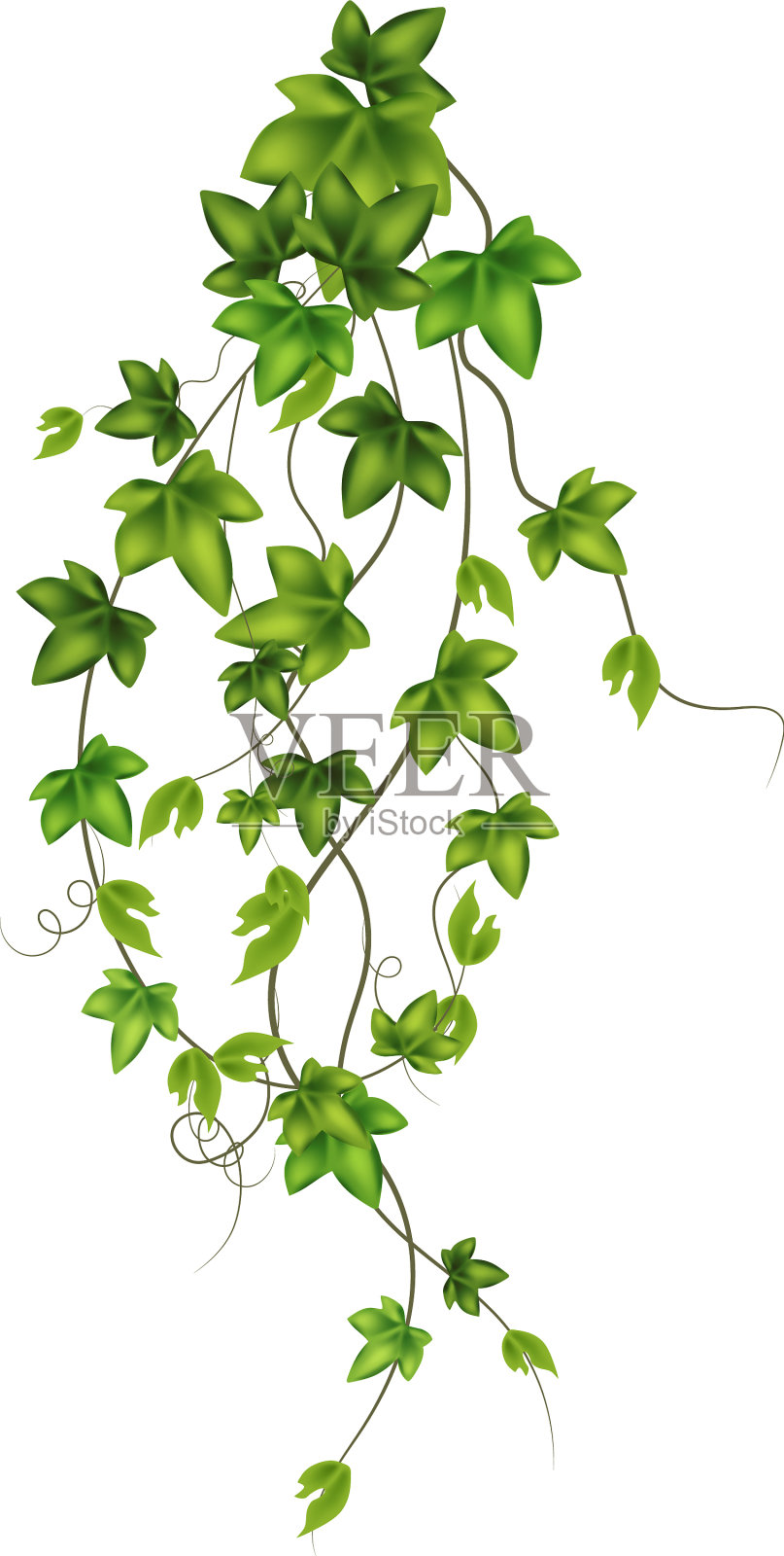 用于花园或绿色藤蔓植物的装饰设计元素图片