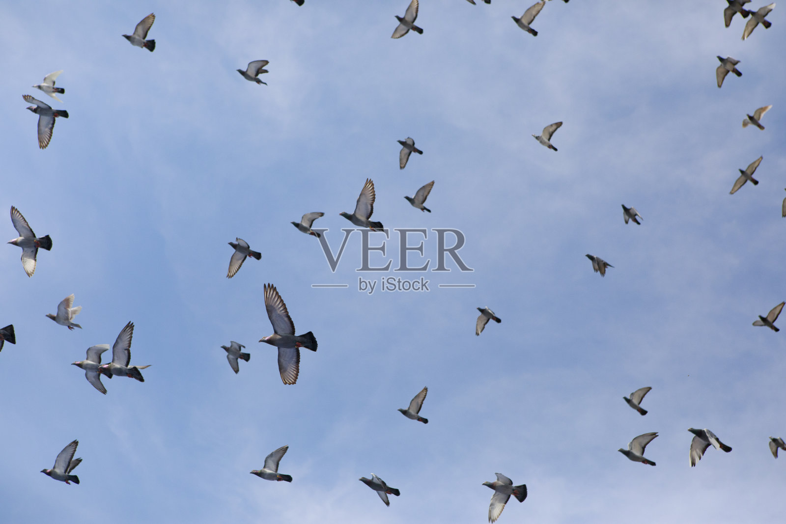 一群信鸽在晴朗的蓝天下飞翔照片摄影图片