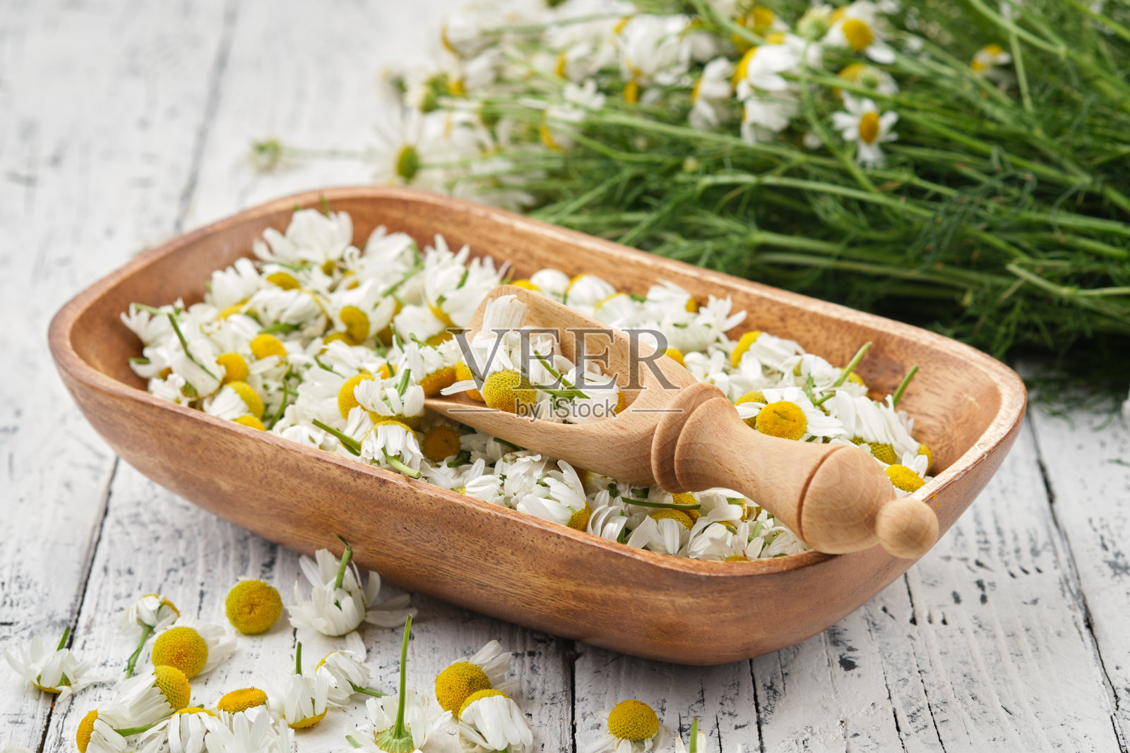 白色木桌上放着一碗摘下来的雏菊花，一勺洋甘菊花蕾和一束雏菊花。替代医学。照片摄影图片