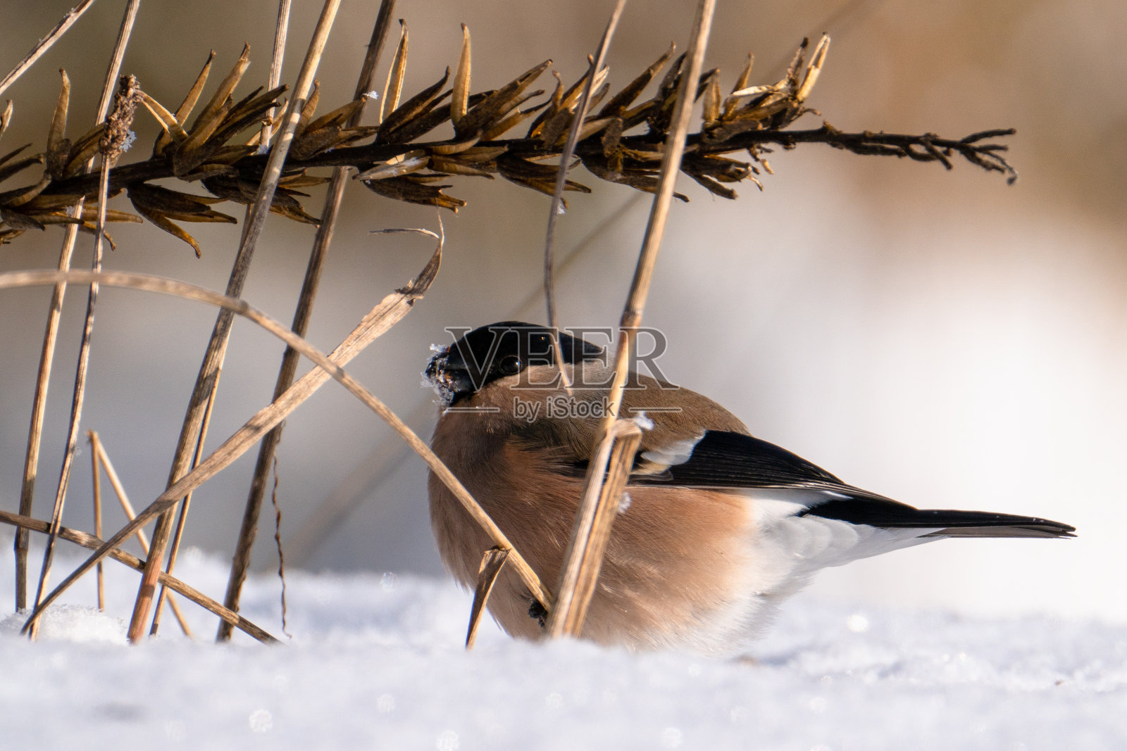 在乾草下的雪地上的红腹灰雀照片摄影图片