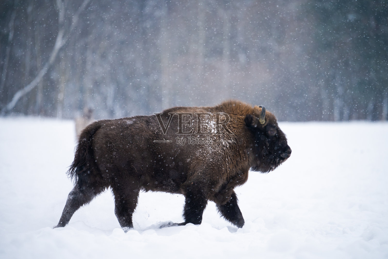 欧洲野牛被雪覆盖，在冬天的森林里行走。照片摄影图片