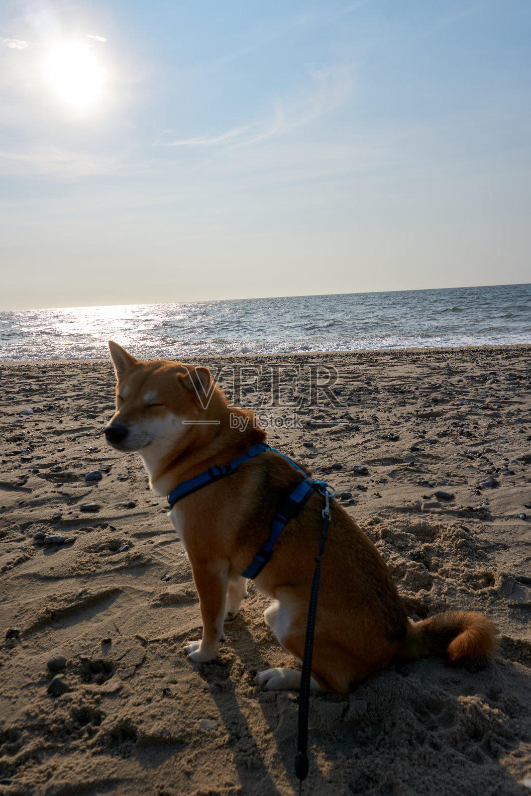 丹麦，芝麻柴犬坐在阳光下的沙滩上照片摄影图片