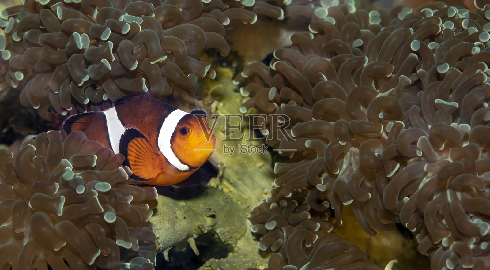 小丑鱼海葵鱼在热带咸水珊瑚花园照片摄影图片