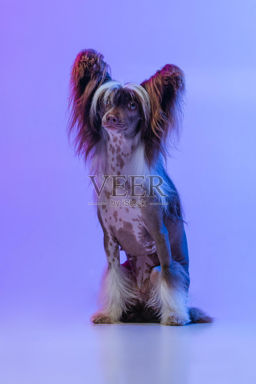 可爱可爱的狗狗的肖像，中国冠毛狗看着相机孤立在紫丁香色工作室背景霓虹灯。照片摄影图片