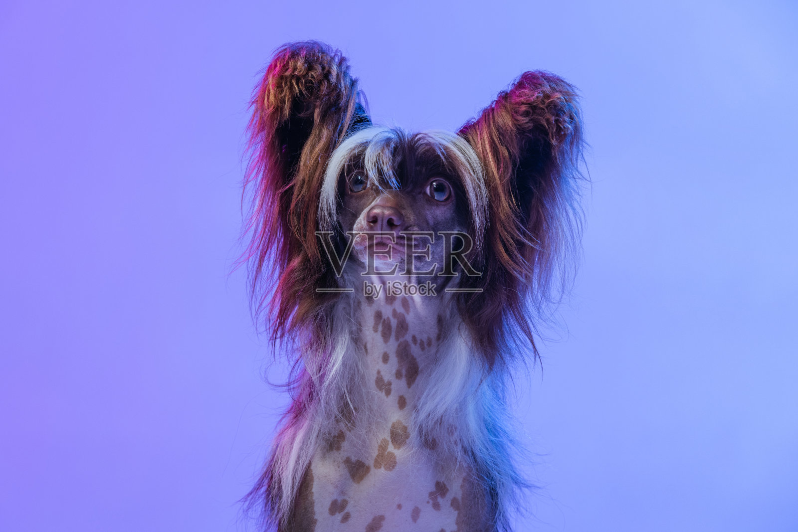 可爱可爱的狗狗的肖像，中国冠毛狗看着相机孤立在紫丁香色工作室背景霓虹灯。照片摄影图片