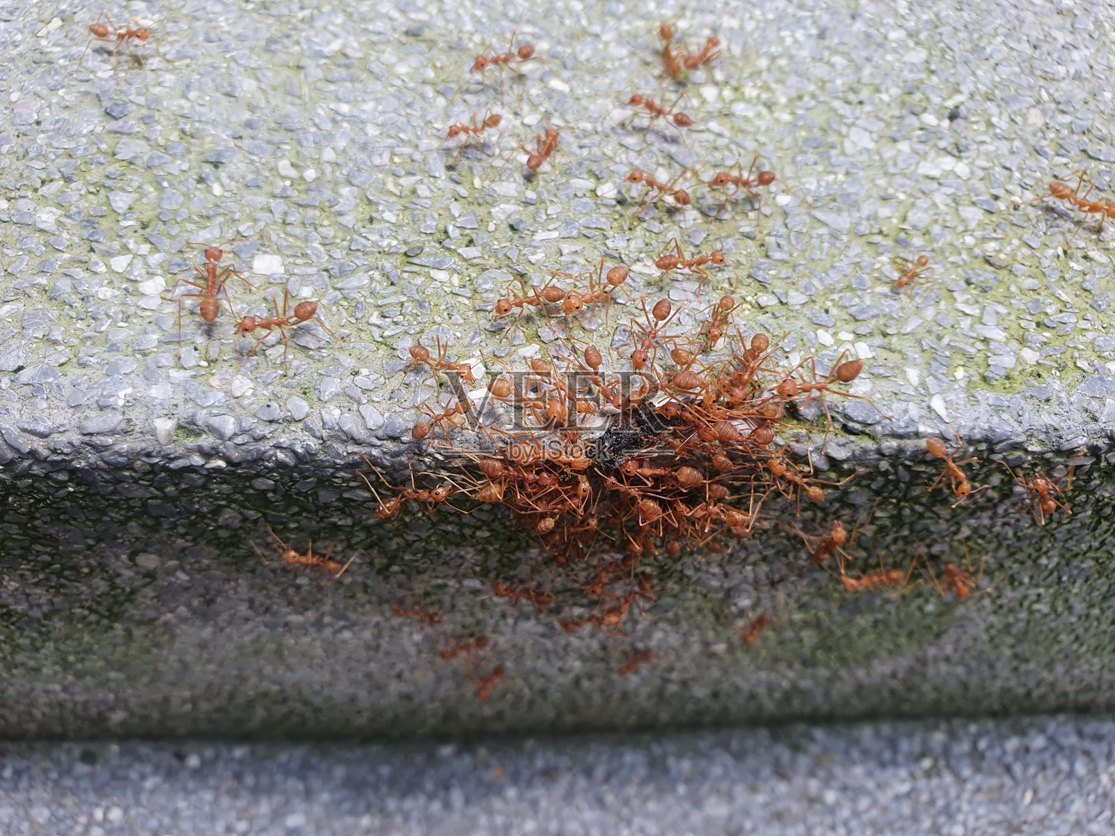 一群红蚂蚁在地上寻找食物照片摄影图片