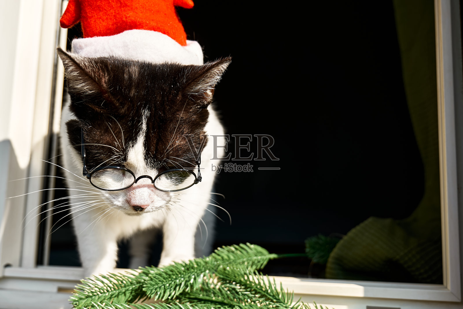 有趣的黑白相间的猫，戴着红色的圣诞帽和眼镜，从开着的窗户跑出了家。照片摄影图片