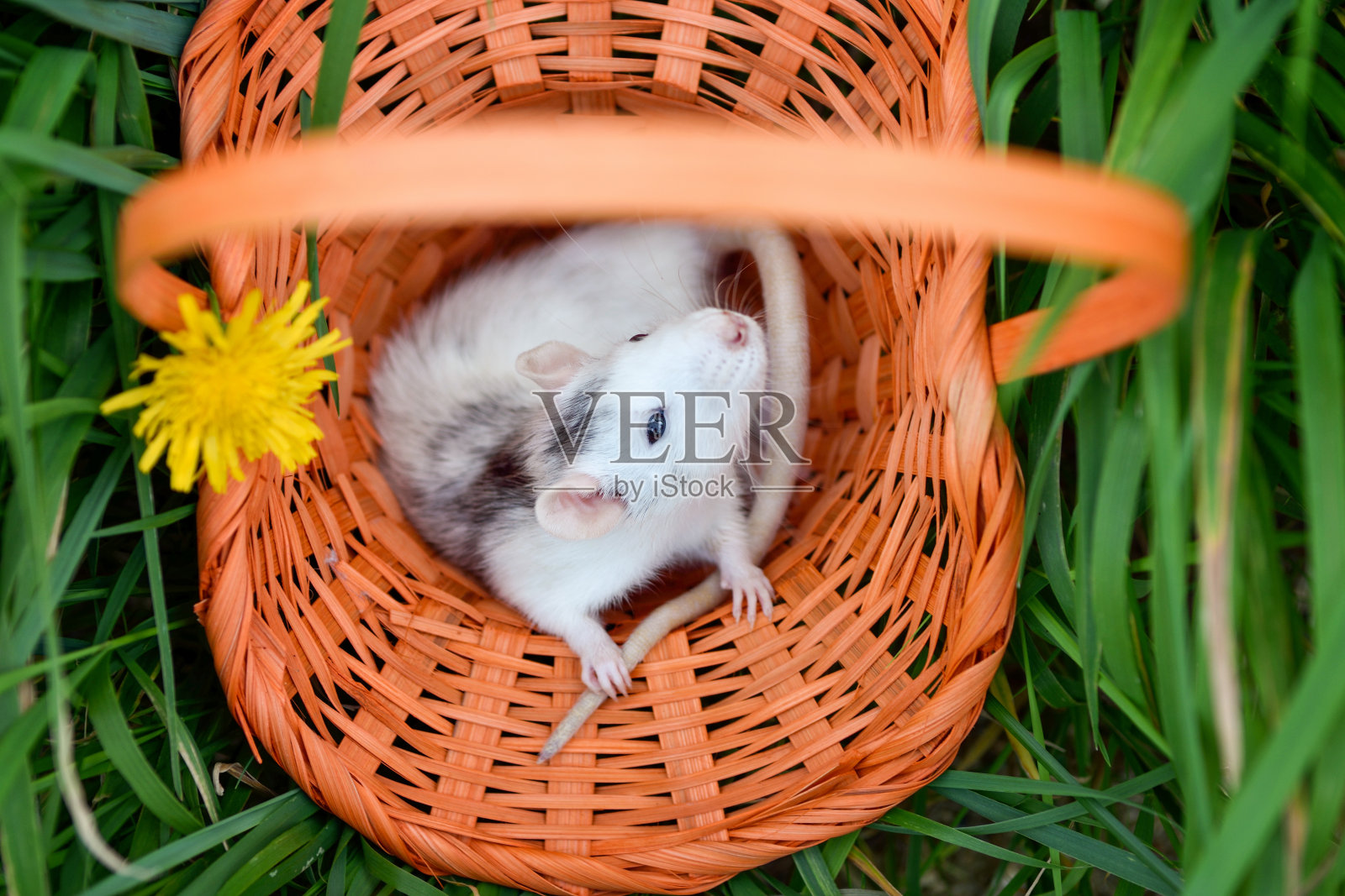 一个阳光明媚的夏日，宠物鼠小飞象坐在公园草地上的柳条篮子里。照片摄影图片