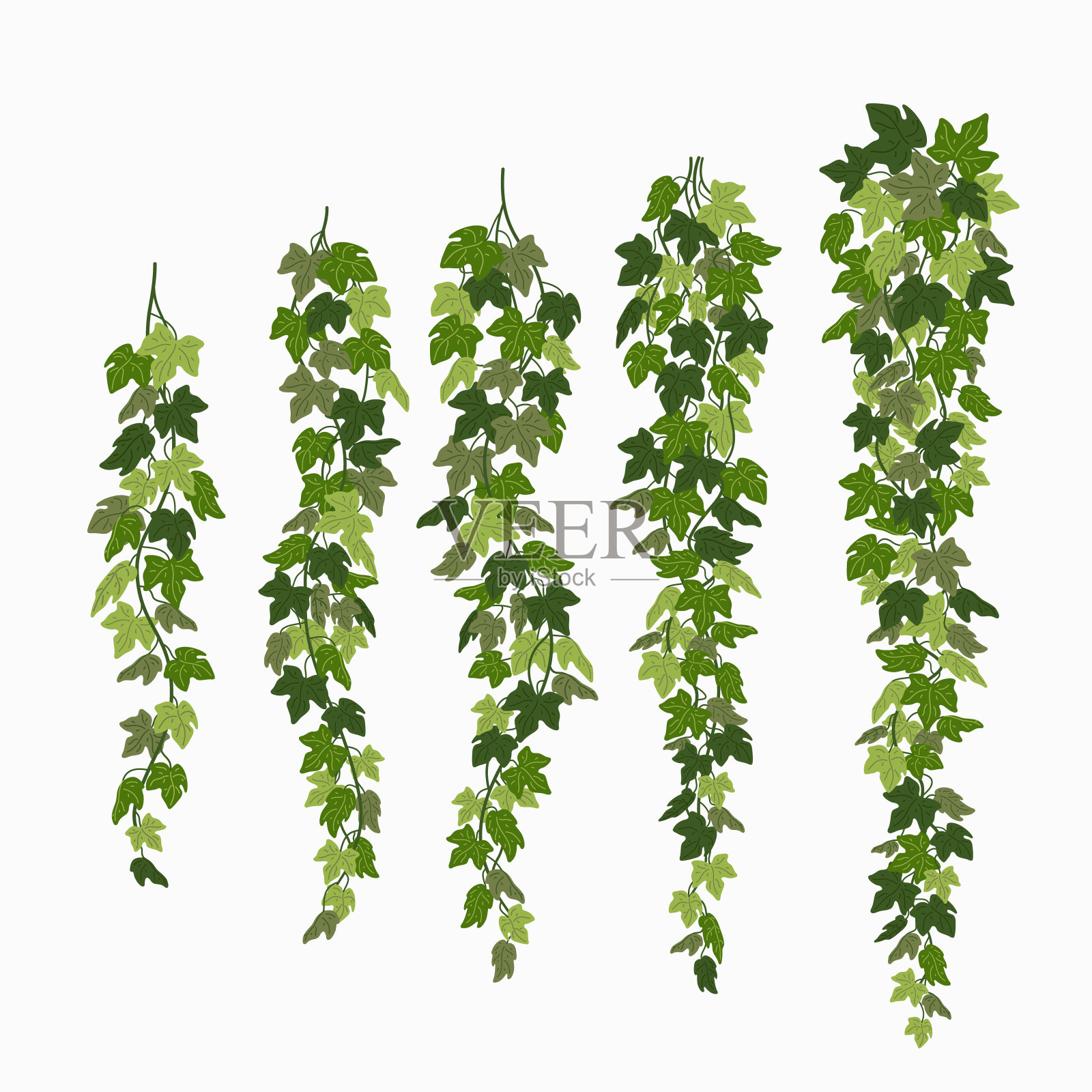 常青藤，绿色叶子的攀缘植物孤立在白色的背景上。矢量插图在平面卡通风格设计元素图片