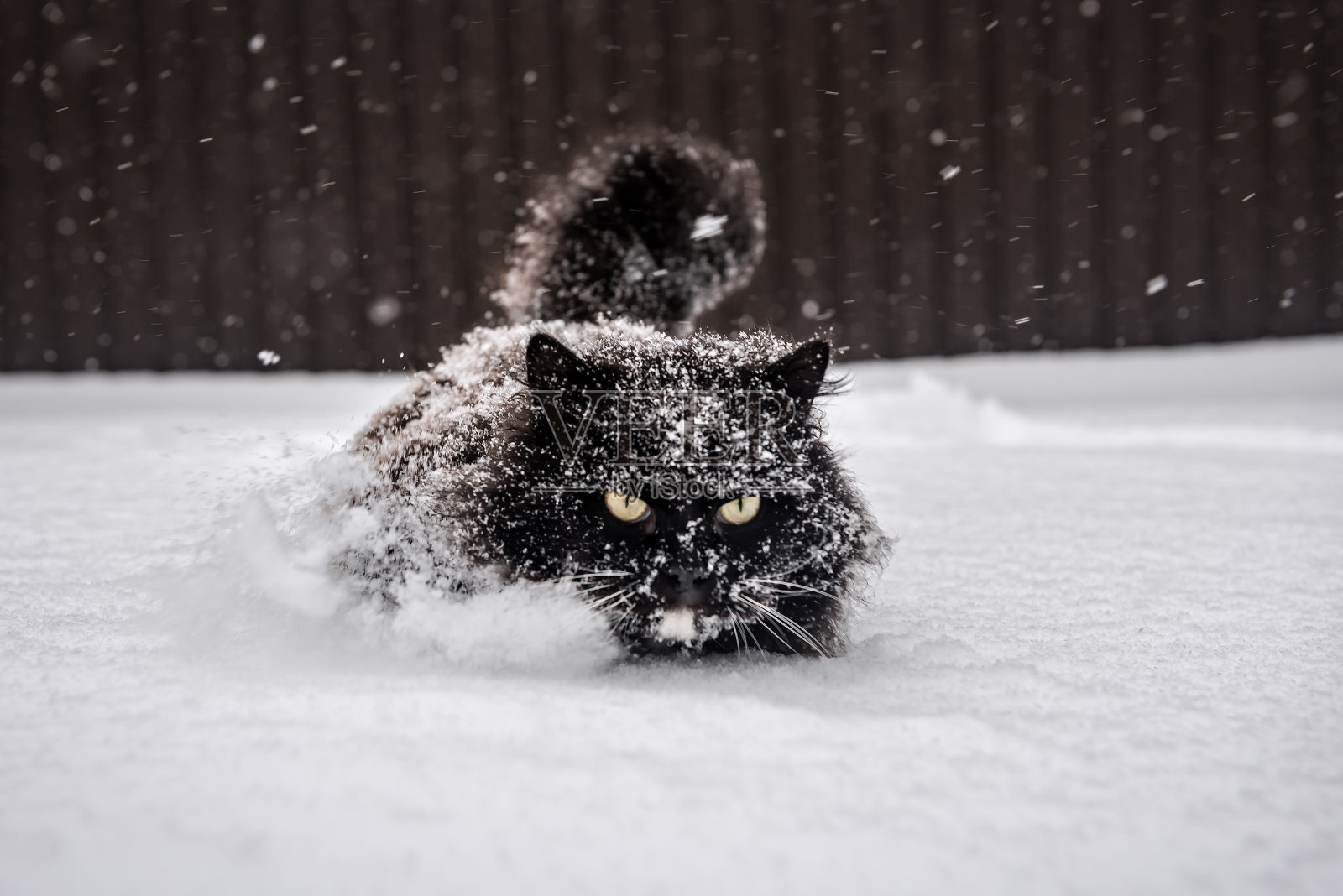黑猫陷在厚厚的雪里照片摄影图片