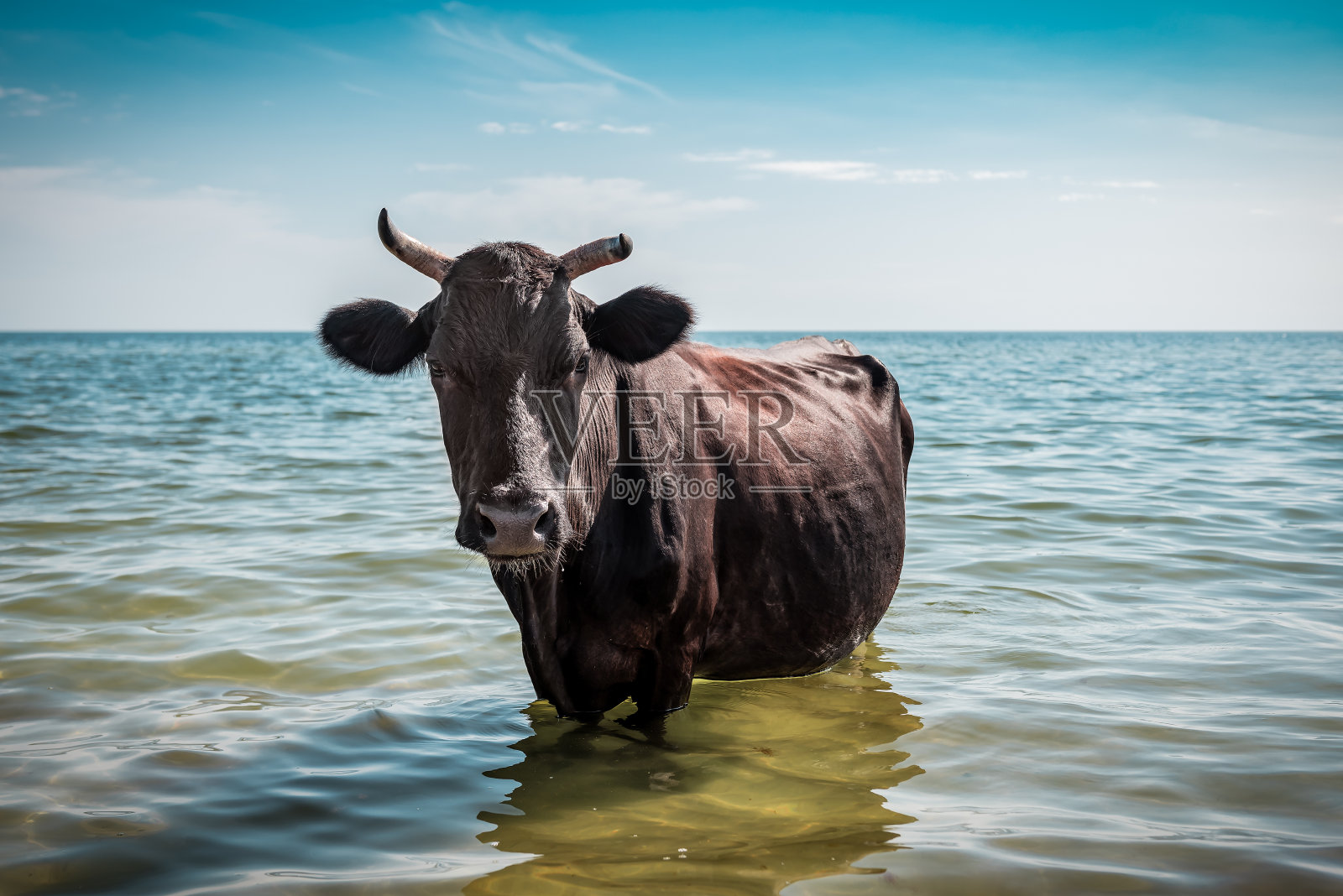 棕色的母牛，海里的公牛照片摄影图片
