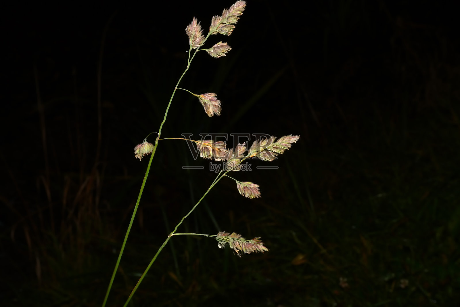 果园草，黑色特写，空白背景照片摄影图片