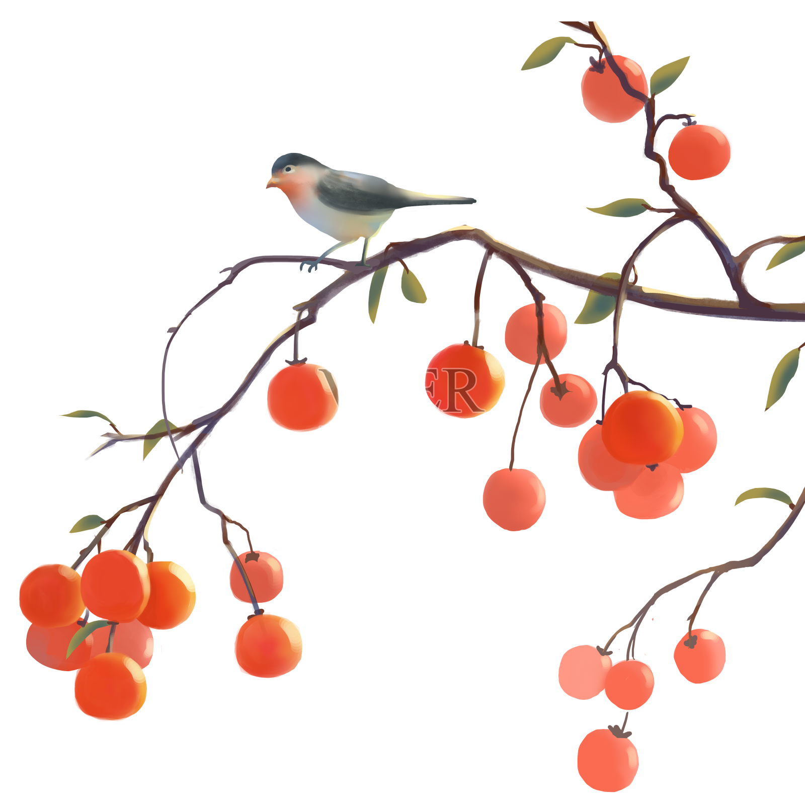 霜降鸟和柿子树枝设计元素图片