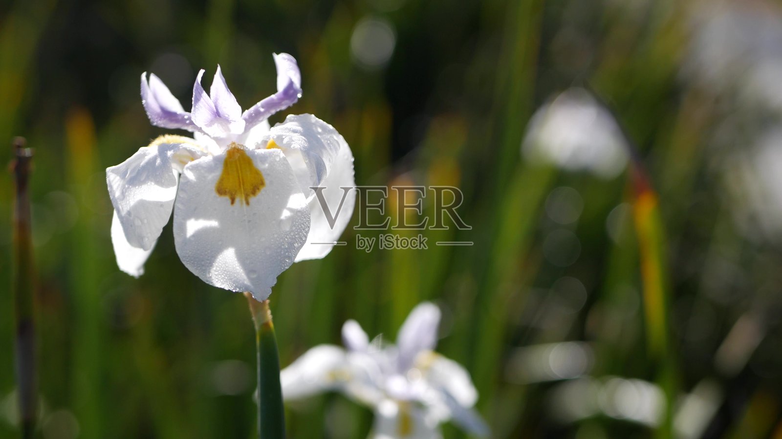 白色鸢尾花盛开，园艺在加利福尼亚，美国。娇嫩的花朵在春天的清晨花园里盛开，花瓣上沁出露珠。春天的植物群在软焦点。自然植物近距离背景照片摄影图片