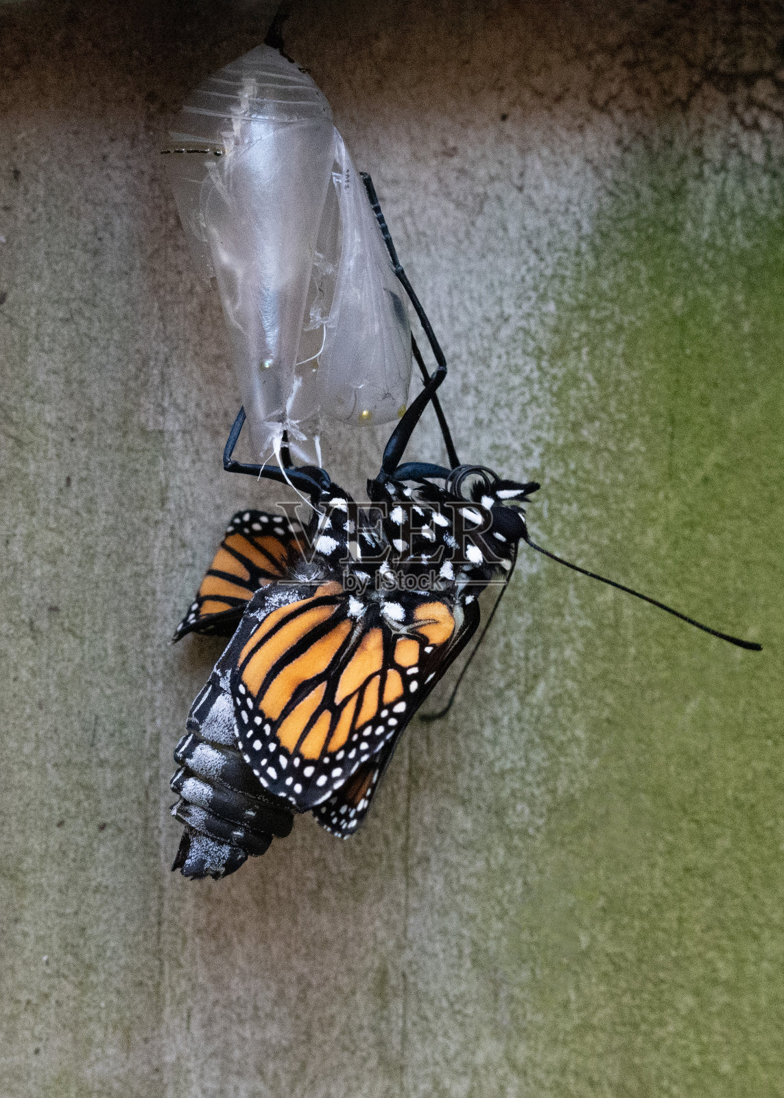 从蛹中展开的帝王蝶照片摄影图片