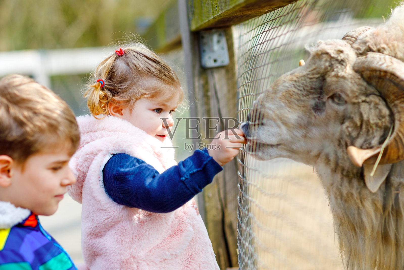 两个孩子可爱的小女孩和小男孩在儿童农场喂小山羊和绵羊。快乐健康的兄弟姐妹在动物园里抚摸动物。令人兴奋的周末家庭。照片摄影图片