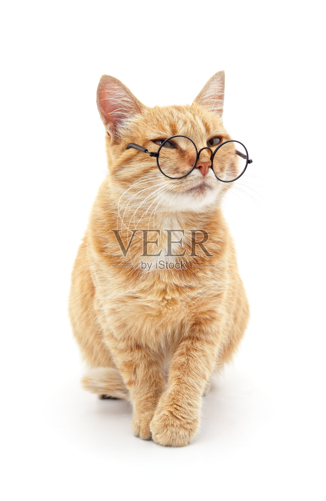 猫戴眼镜。照片摄影图片