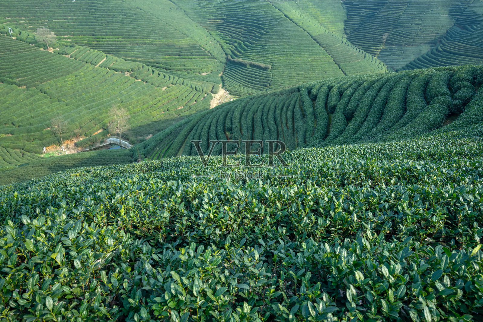 春天的绿茶种植园照片摄影图片