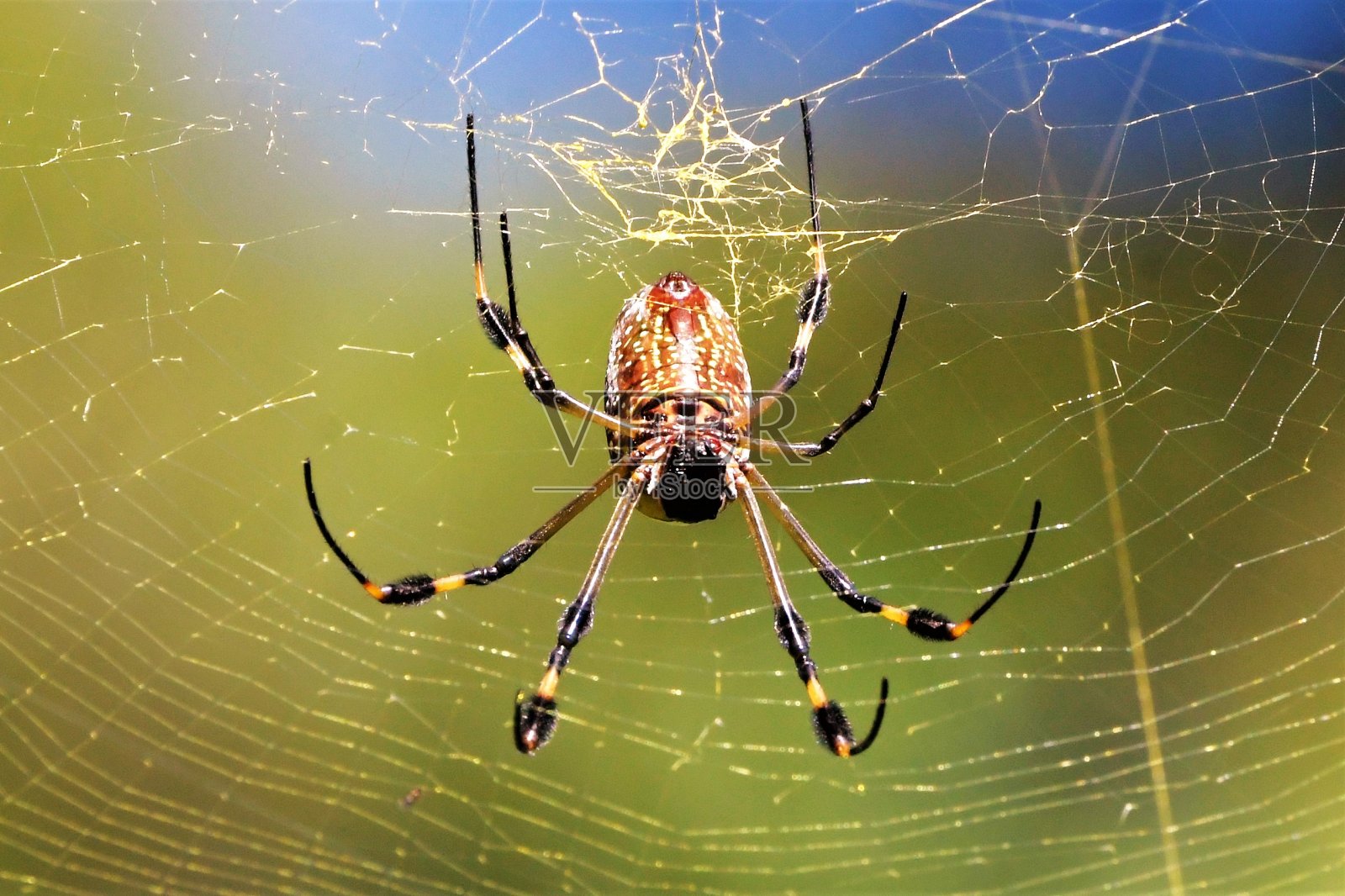 墨西哥丛林中的大蜘蛛照片摄影图片