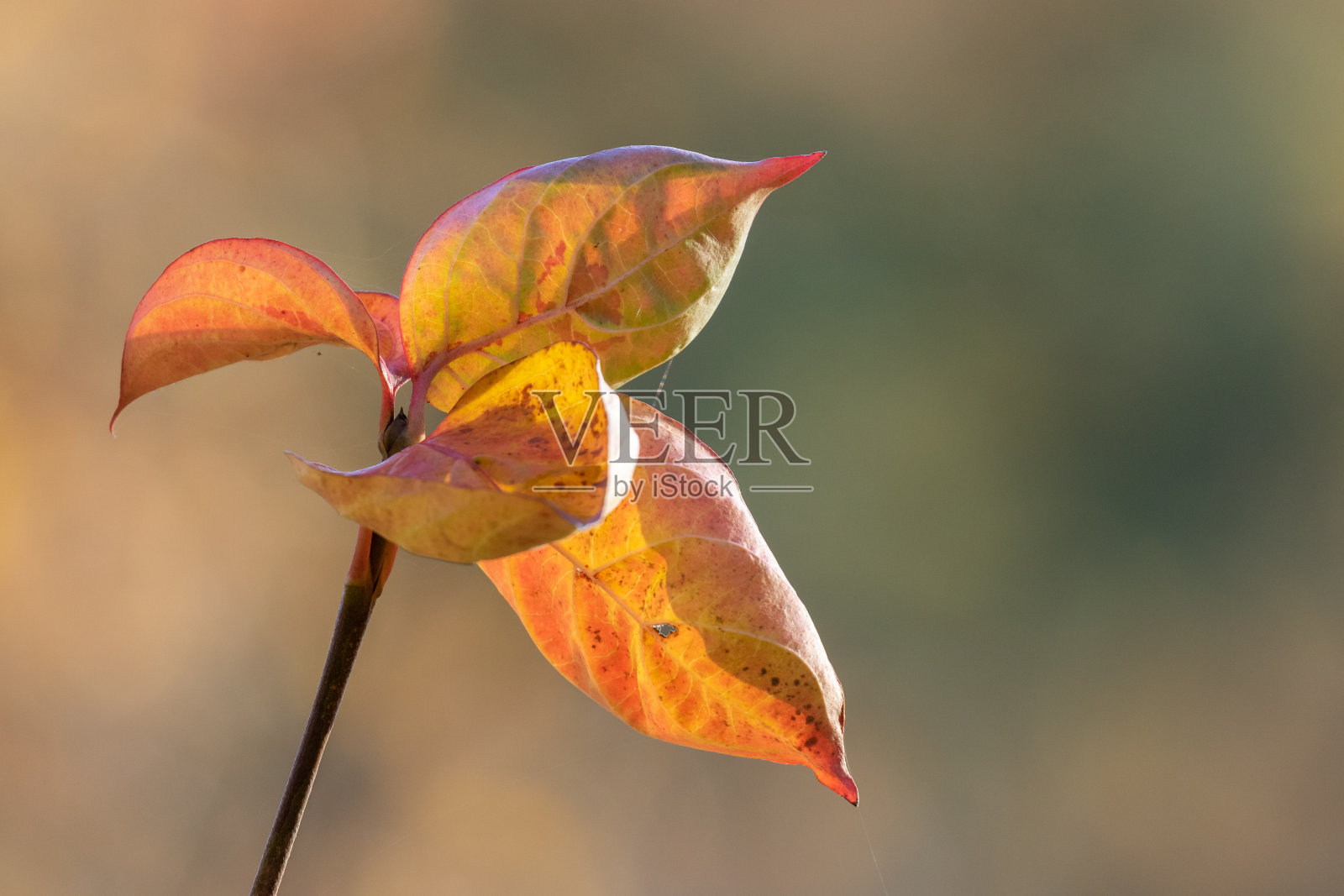秋天的红叶照片摄影图片