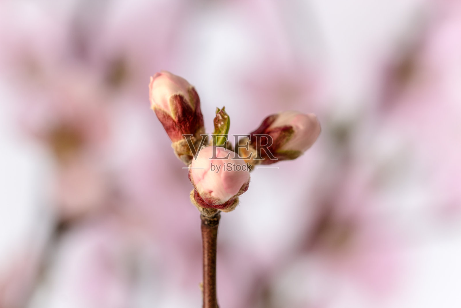 桃花盛开的照片在水平格式。桃李春季开花照片。照片摄影图片