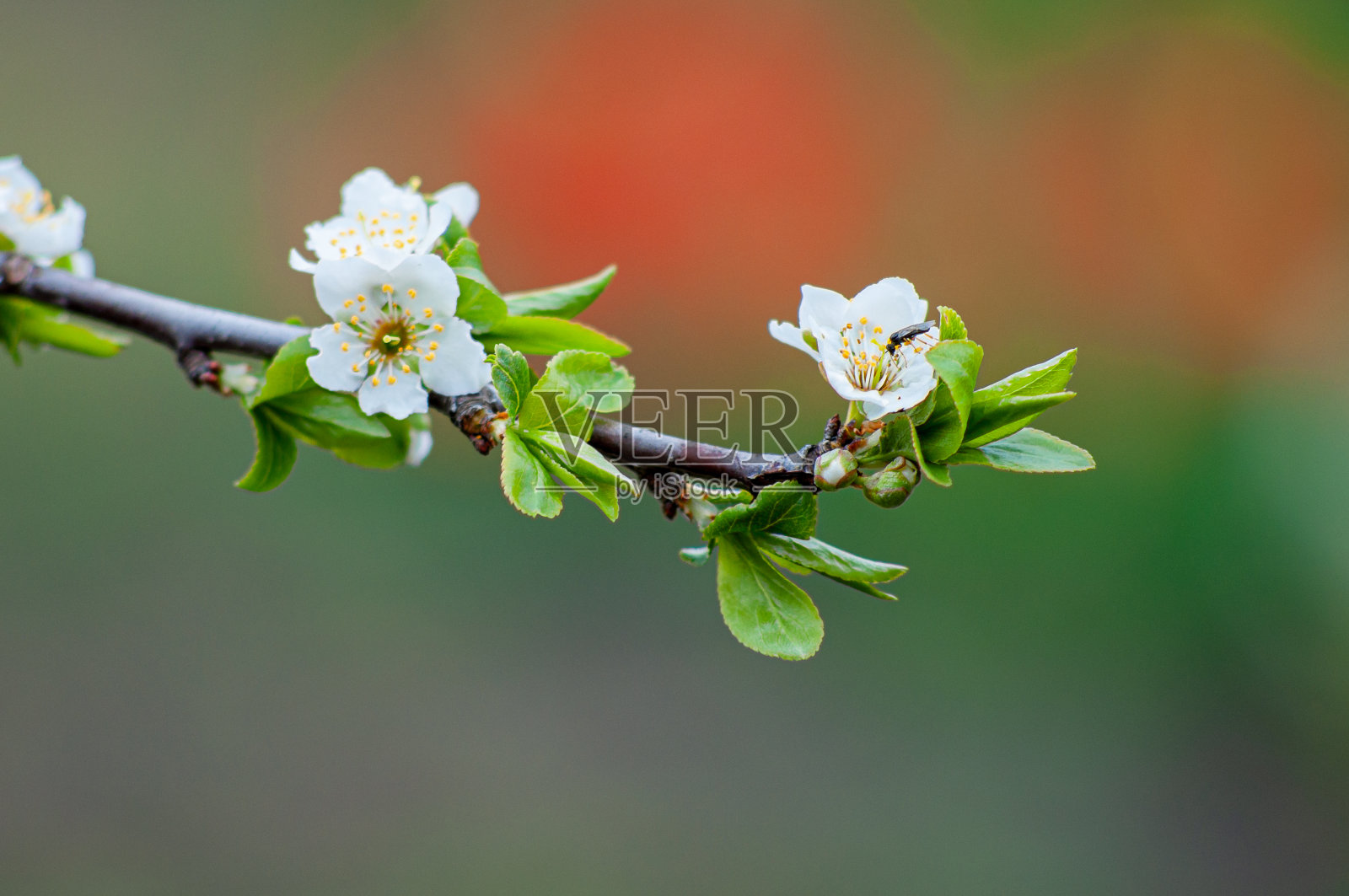 在模糊的背景上的一枝开花的李子。果树白花，虫媒传粉照片摄影图片