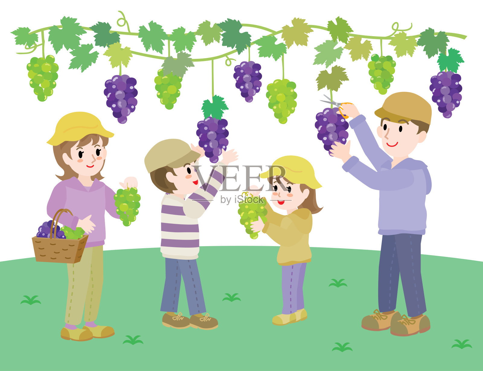 家庭采摘葡萄的图示。插画图片素材
