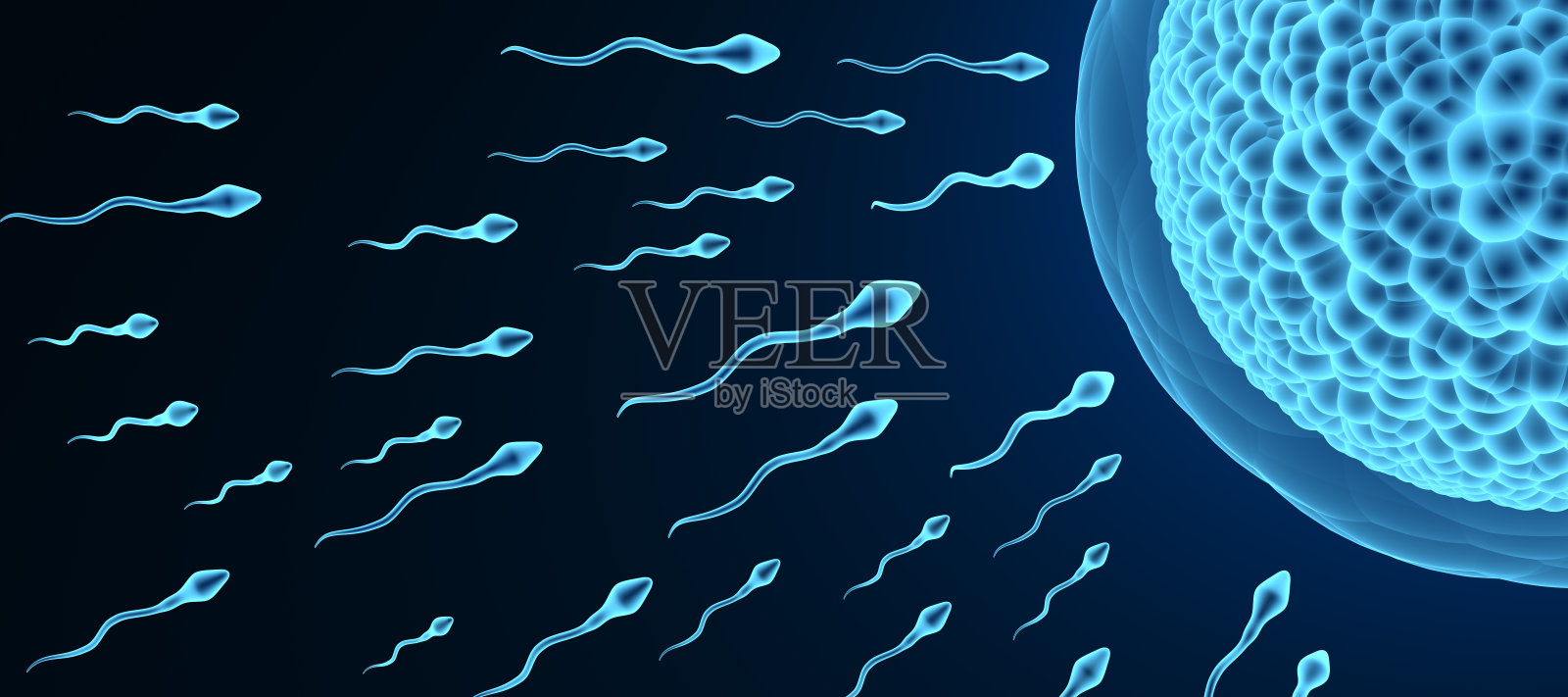 精子和卵子医学生物学健康概念。3 d渲染图照片摄影图片