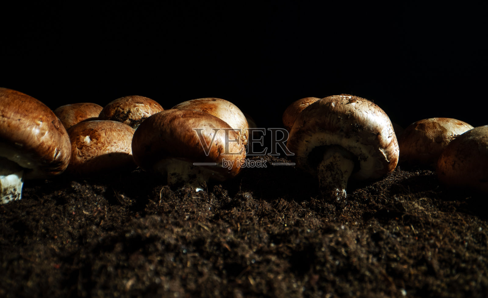 在农场种植棕冠菇。照片摄影图片