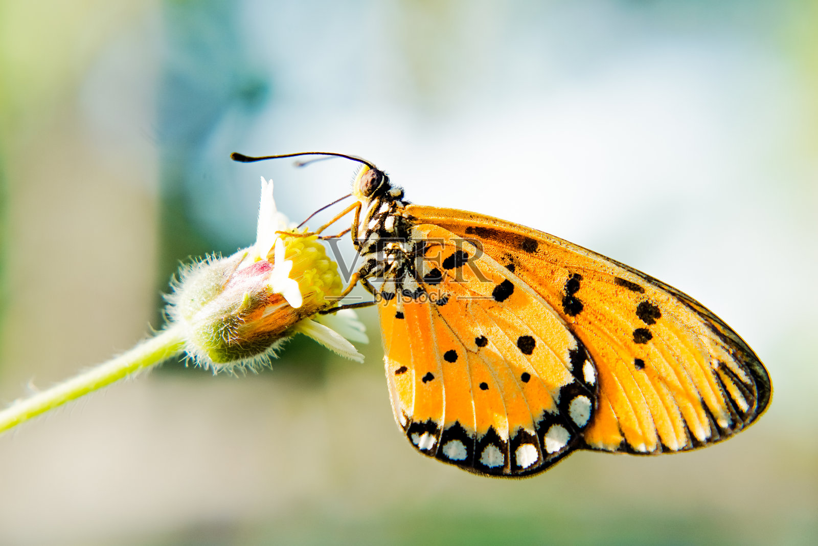 一只黄蝴蝶给黄花授粉照片摄影图片