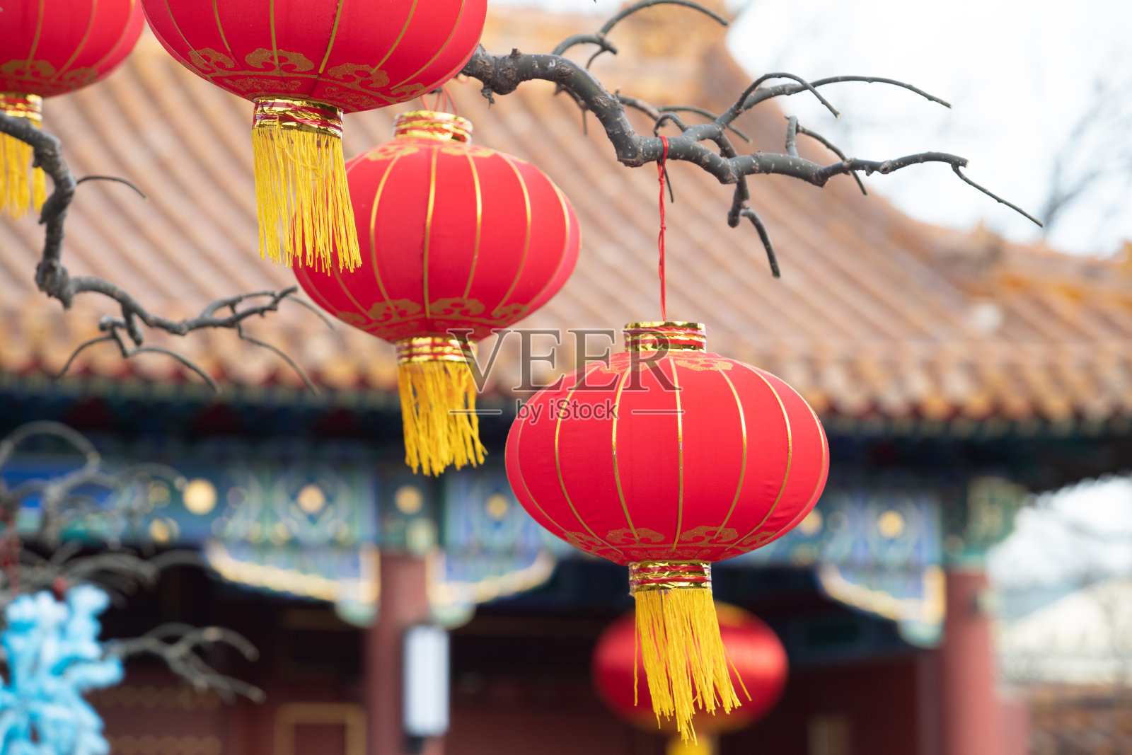 红色的中国灯笼挂在公园的树上照片摄影图片