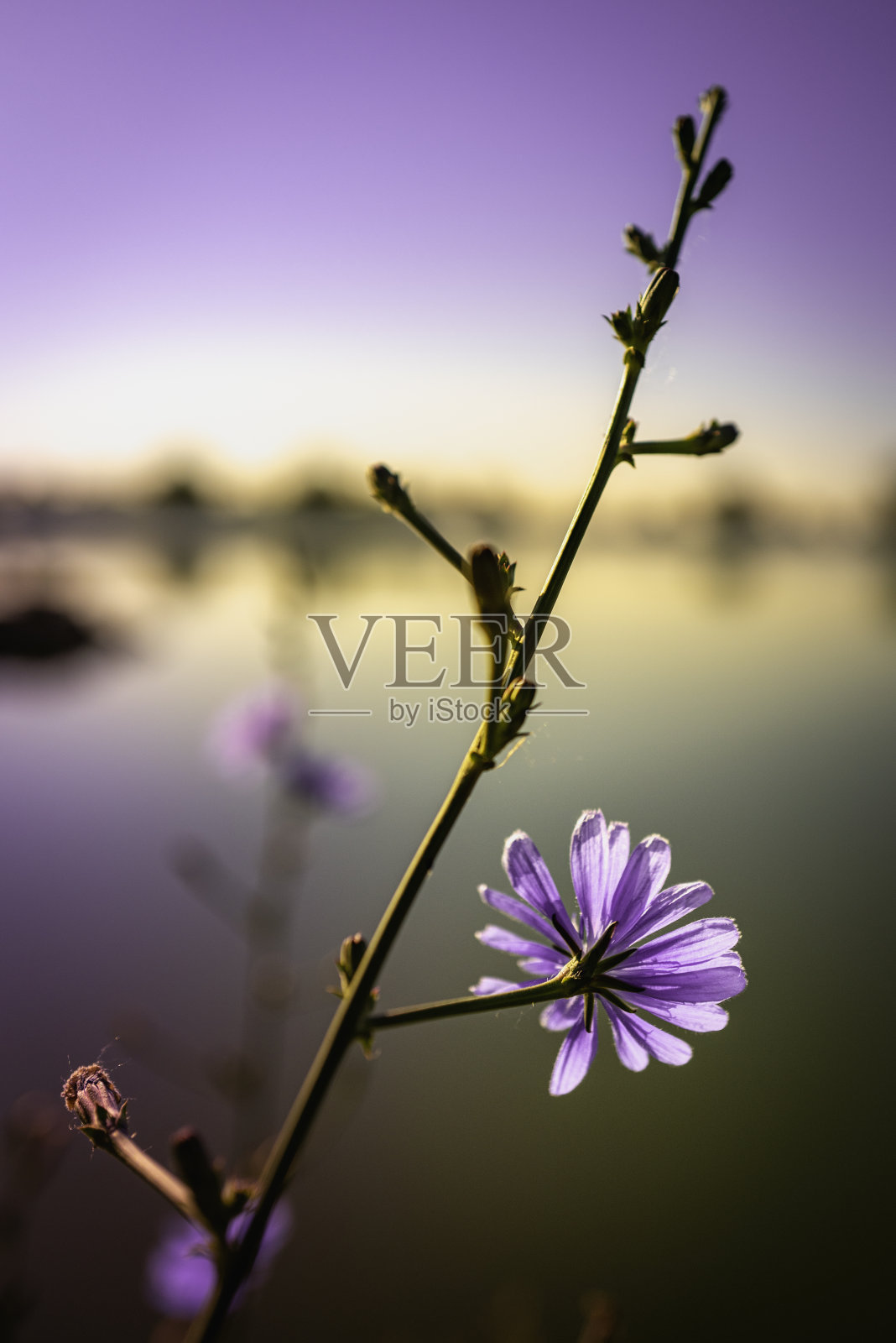 俄亥俄州戴斯勒水库公园河岸上的紫色野花照片摄影图片
