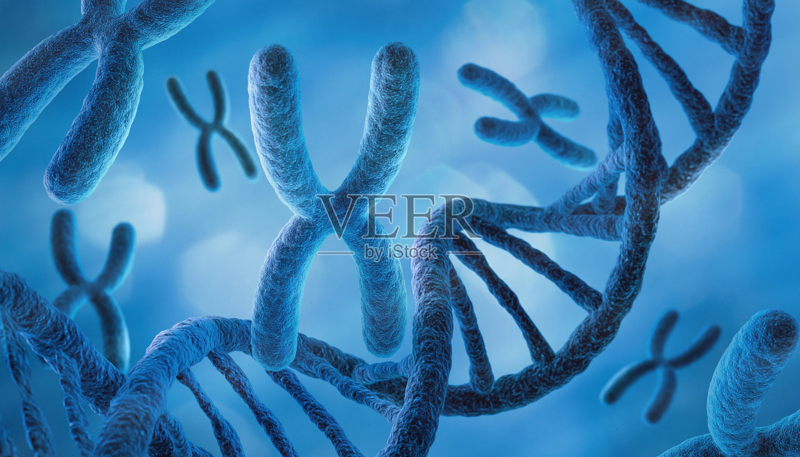 X染色体的3D插图，医学。医学和生物技术背景。照片摄影图片