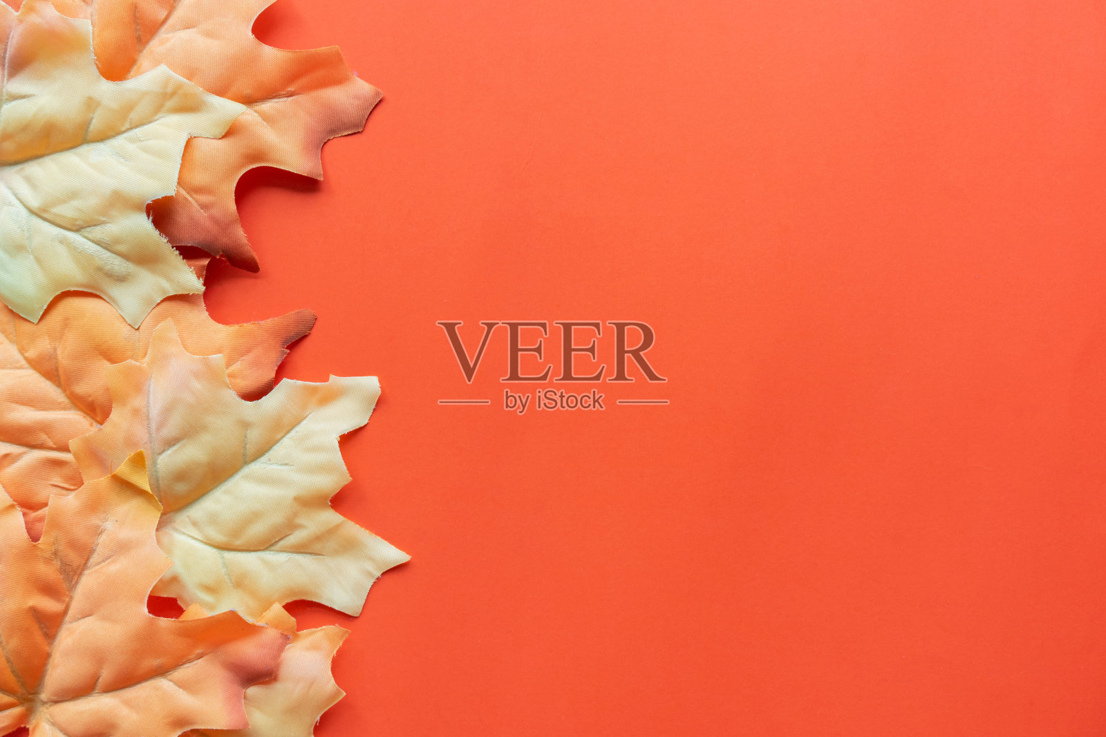 特写俯视图组枫叶置于橙色背景上设计感恩节和万圣节的装饰集合概念照片摄影图片