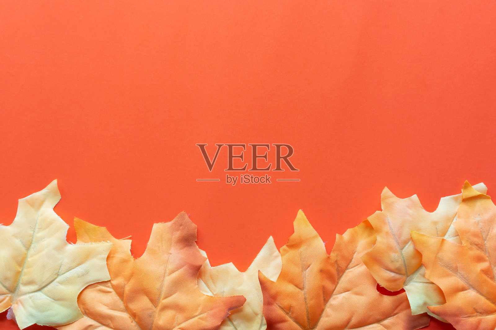 特写俯视图组枫叶置于橙色背景上设计感恩节和万圣节的装饰集合概念照片摄影图片