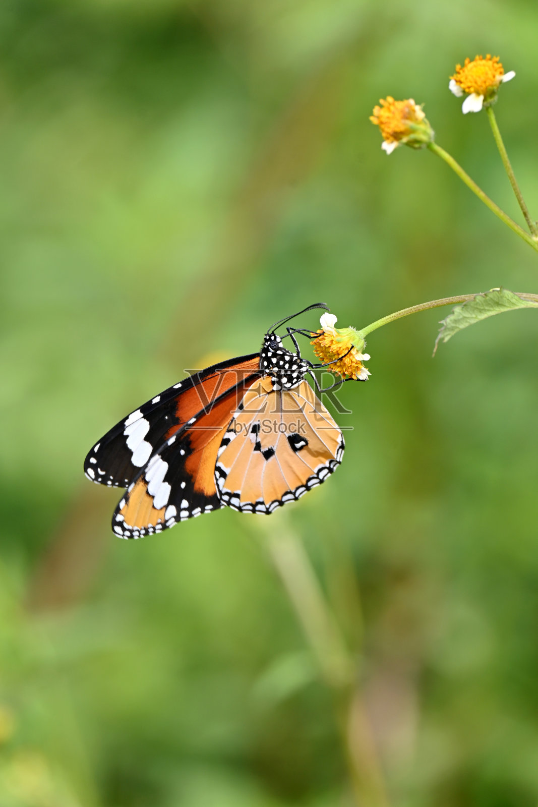 特写，美丽的橙黑色蝴蝶抱着白色黄色的野花，植物柔和的焦点自然的绿色棕色背景。照片摄影图片