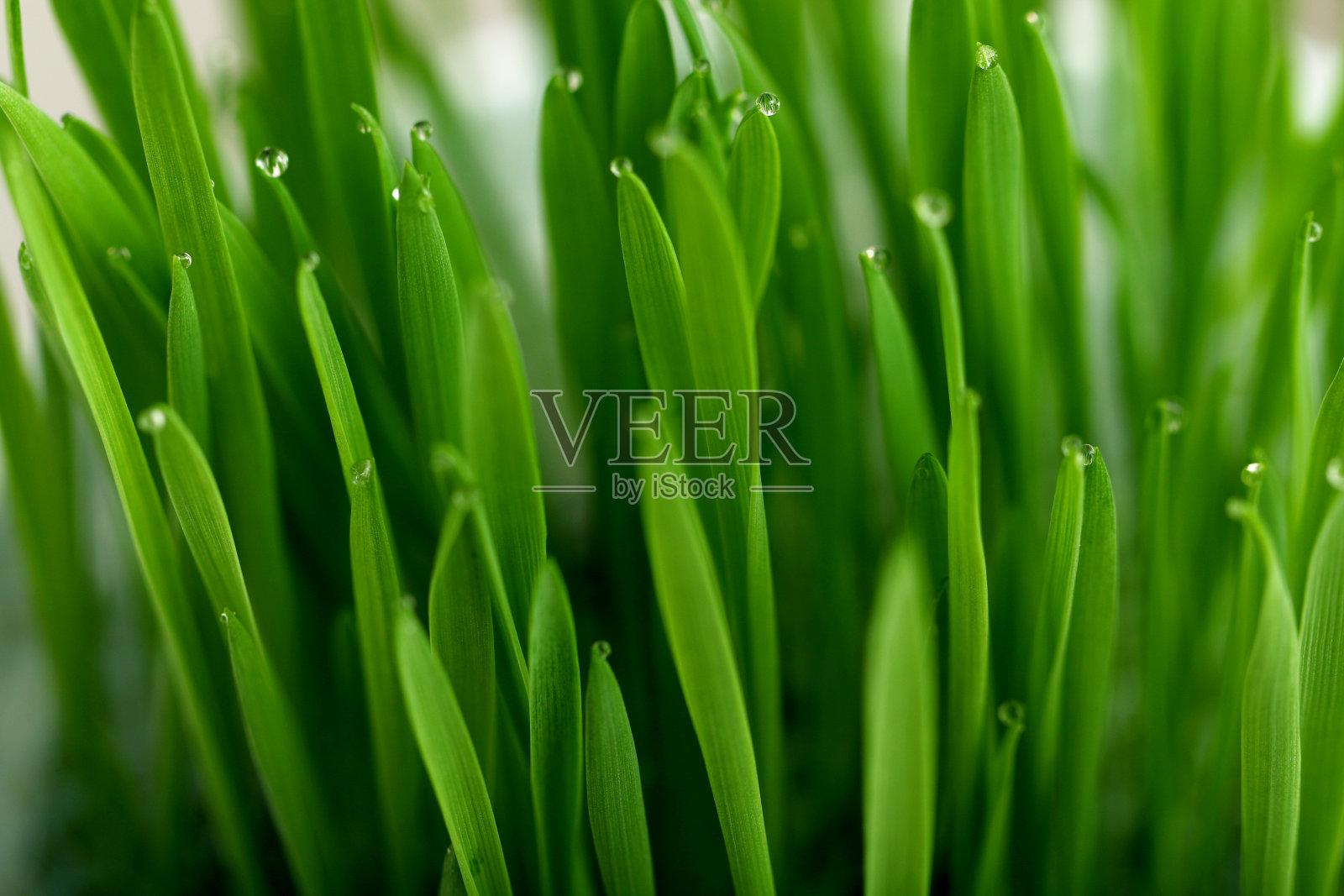 绿色的草，草叶顶部有露珠。照片摄影图片
